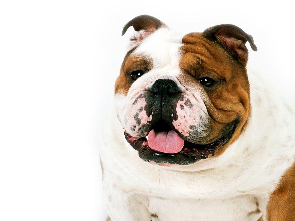 1024x768 Bulldog Wallpaper 4K (1024x768)