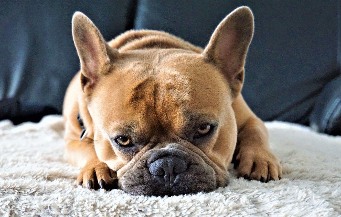 1332x850 Wallpaper look, Dog, bulldog, French bulldog, kravat, 4k, 8k