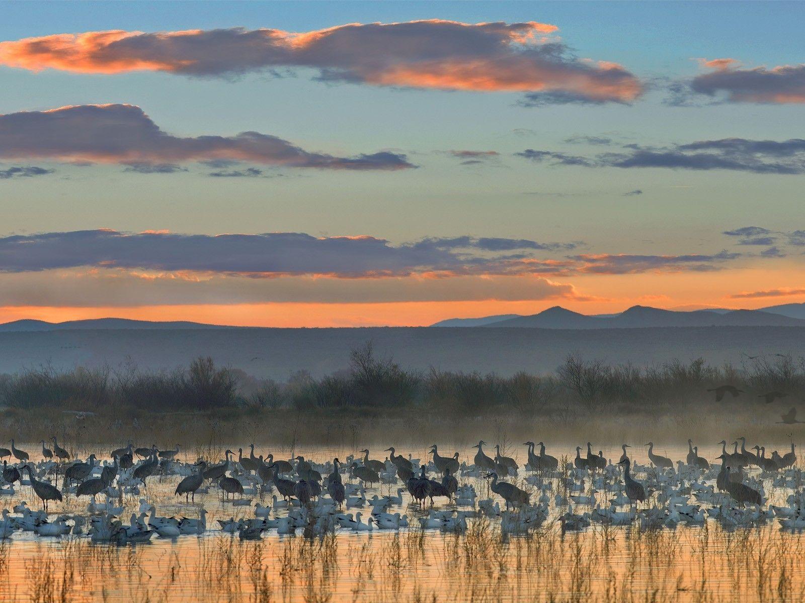 1600x1200 Apache wildlife national cranes new mexico geese wallpaper