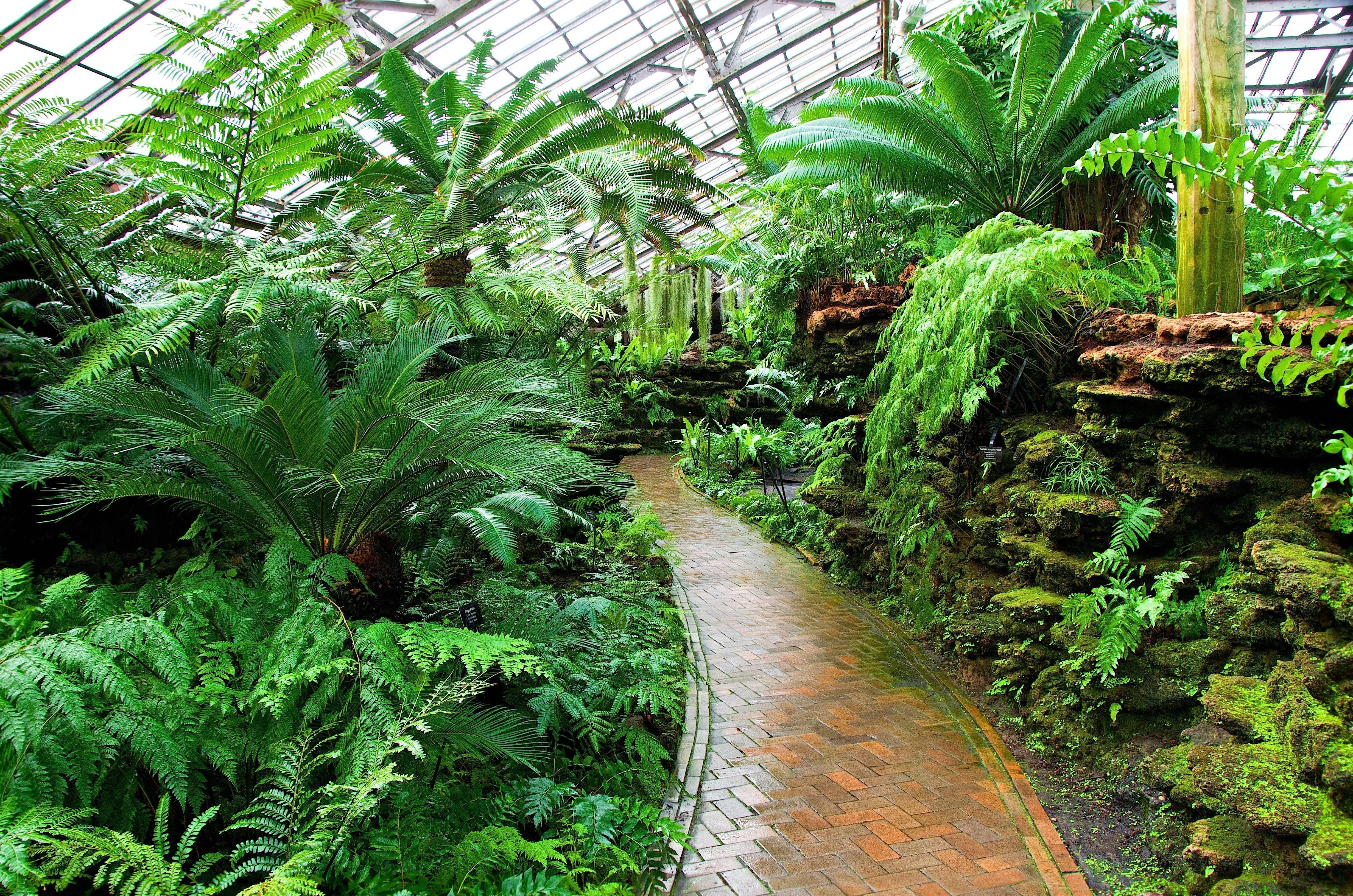 Какие растения в ботаническом саду. Оранжерея Иркутск. Ботанический сад Botanical Garden. Ботанический сад оранжерея с пальмами. Оранжерея субтропики Сингапур.