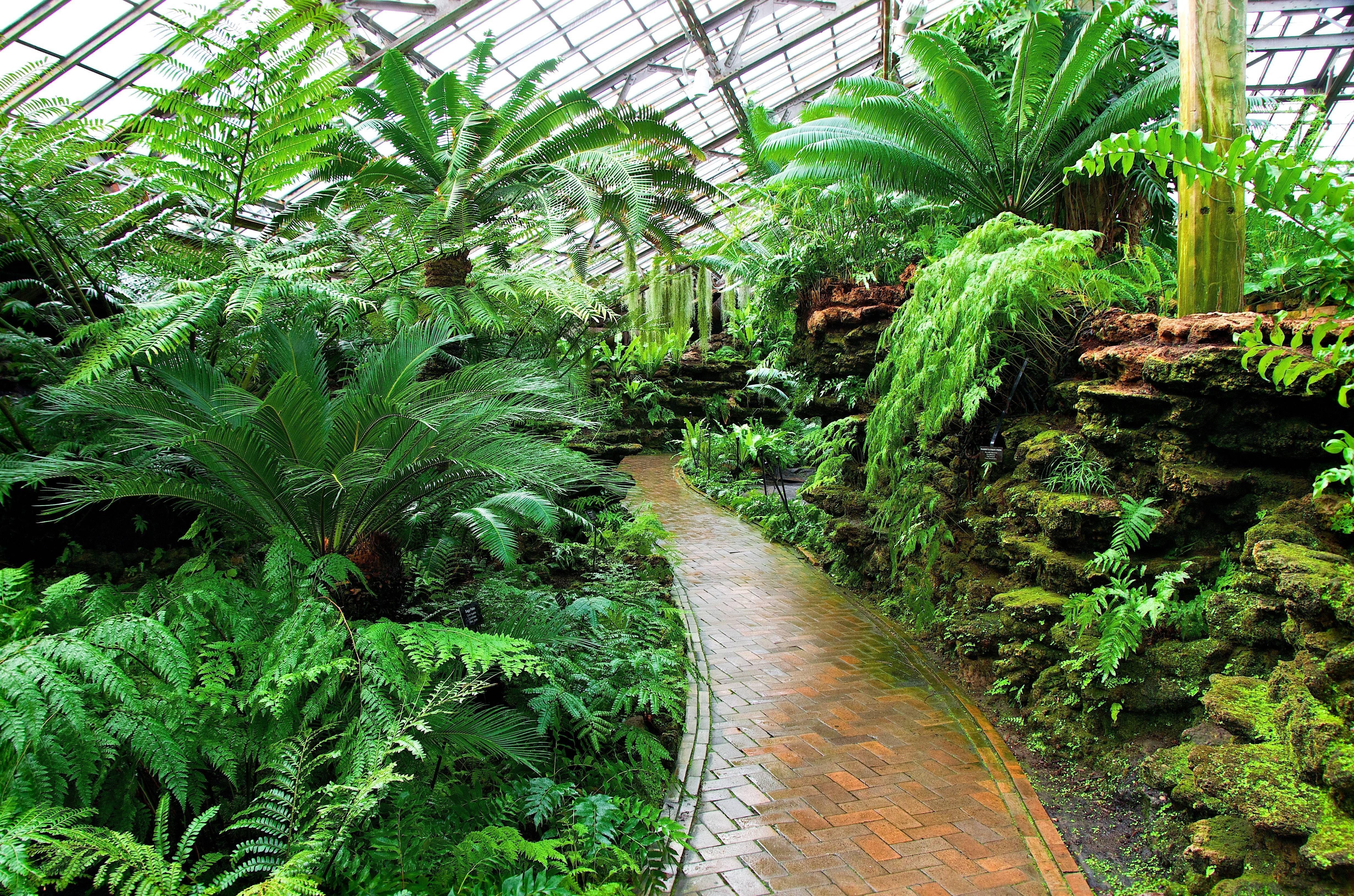 Растения садика. Оранжерея Иркутск. Ботанический сад Botanical Garden. Ботанический сад оранжерея с пальмами. Оранжерея субтропики Сингапур.