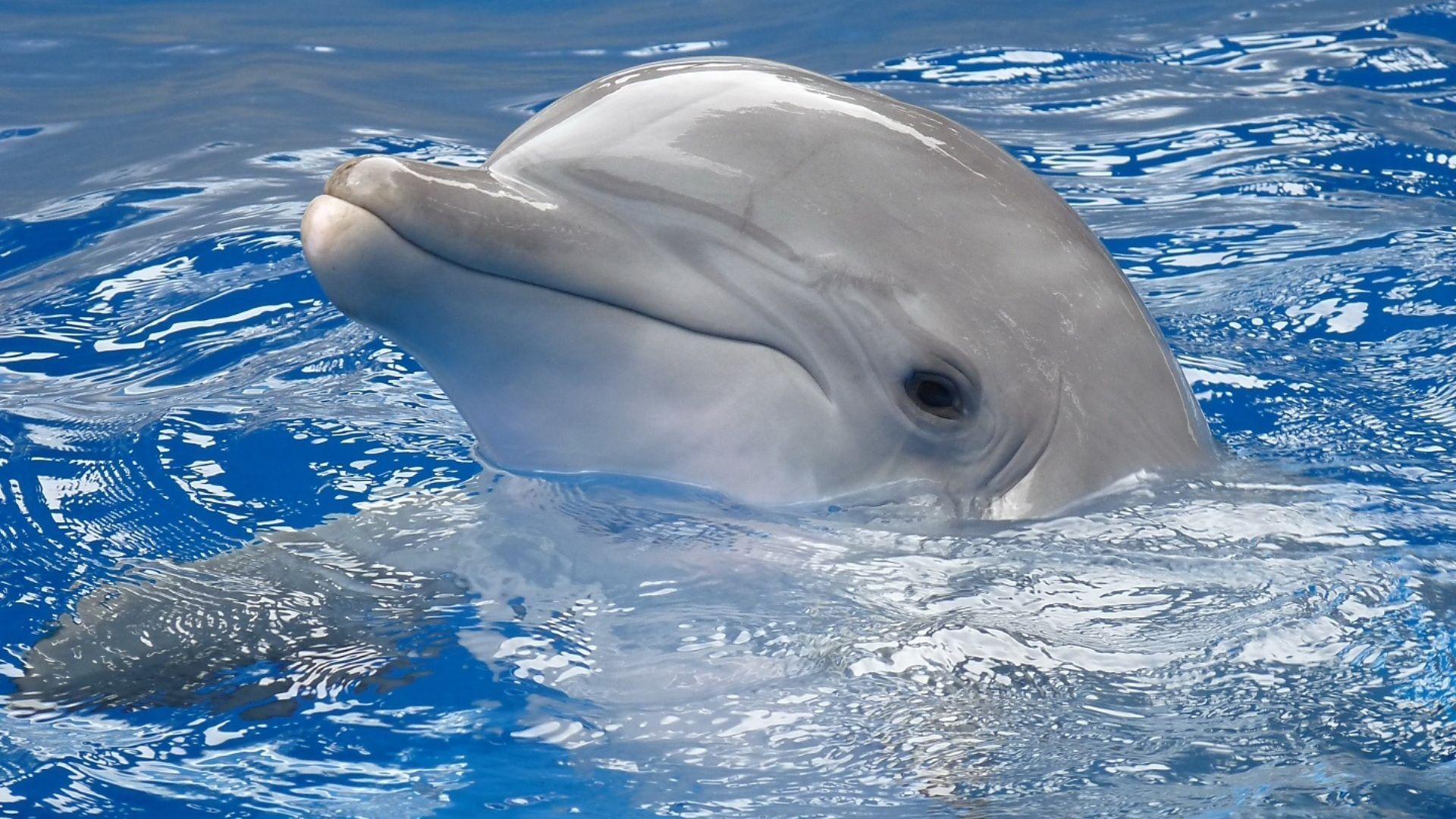 1920x1080 Cute dolphin wallpaperx1080