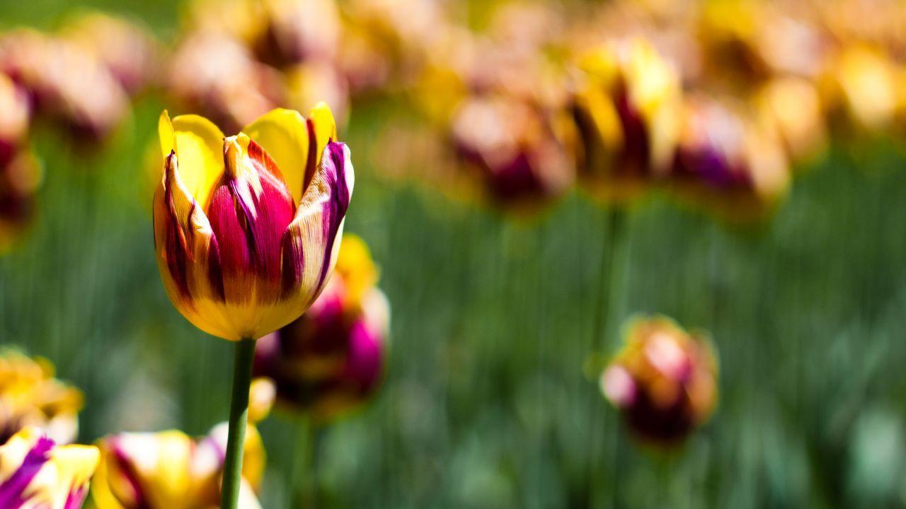 1280x720 Wallpaper Tulips, Botanical garden, Spring, Blossom, Yellow
