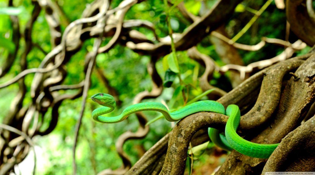 1256x698 Nature Snake HD Wallpaper