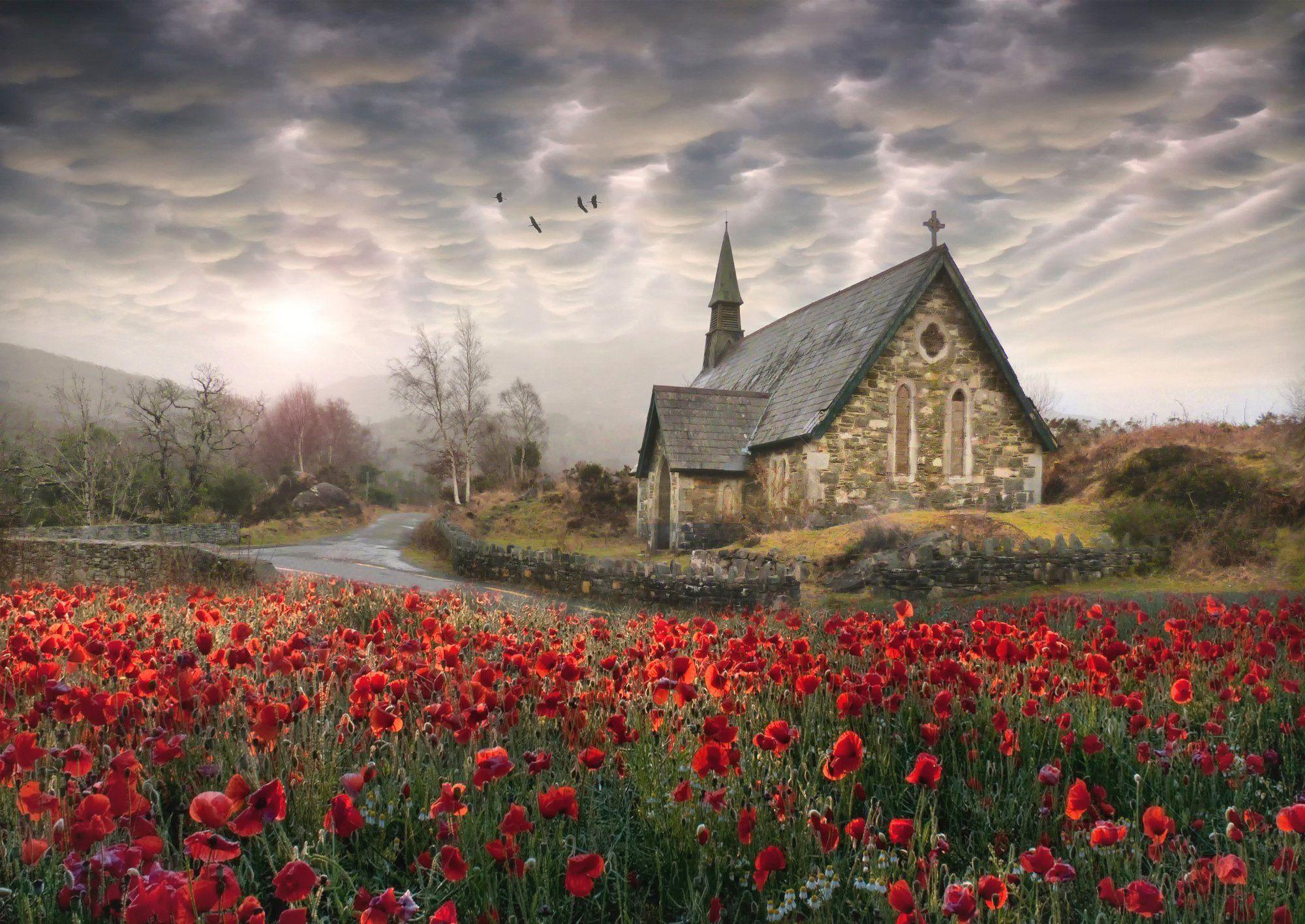 2000x1417 Birds poppies church ireland flowers landscape poppy wallpaper