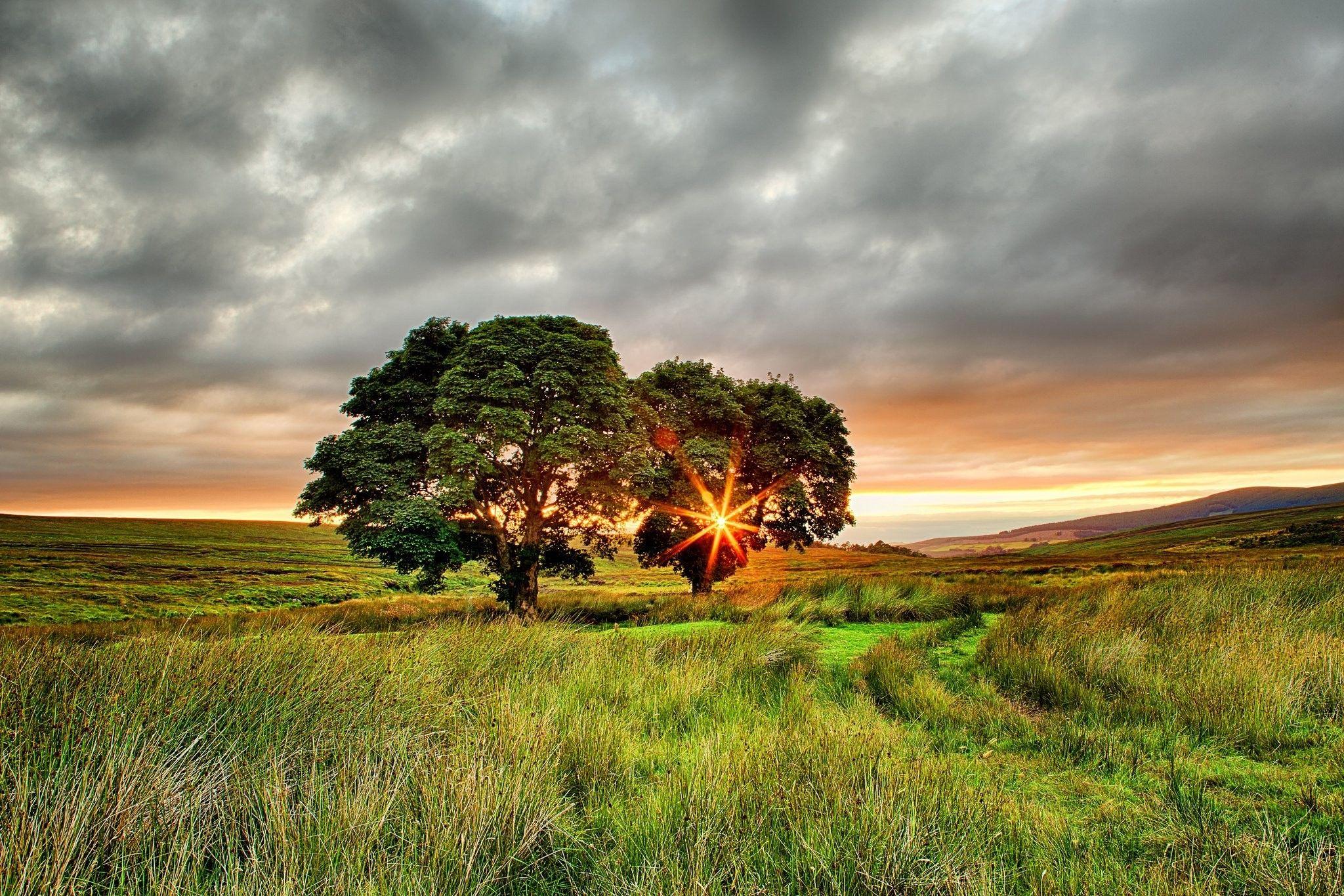2048x1365 Landscapes: Summer Field Ireland Trees Two Wallpaper Nature Scenes