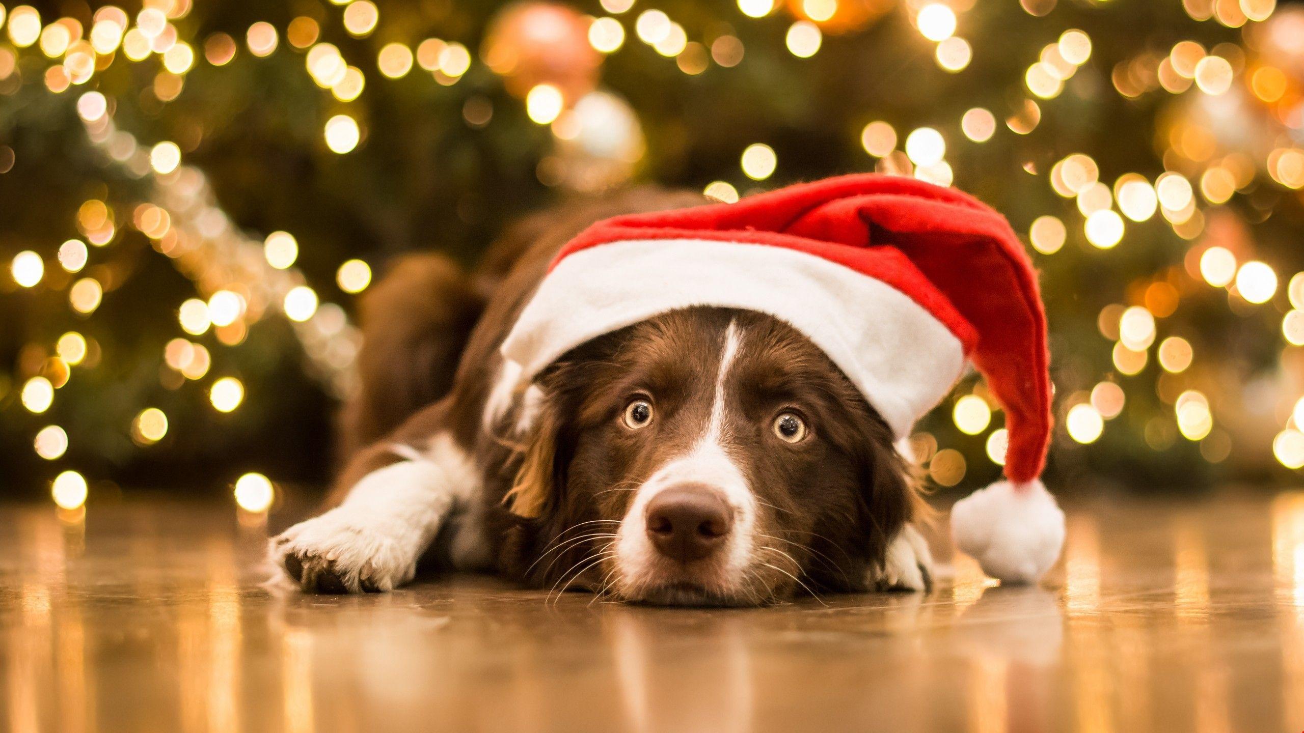 Christmas Pets Wallpapers - Top Free Christmas Pets Backgrounds -  WallpaperAccess