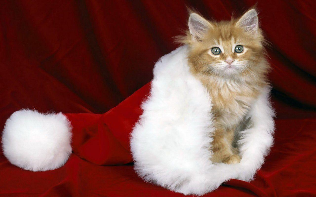 1280x800 tierische weihnacht. : christmas animals wallpaper