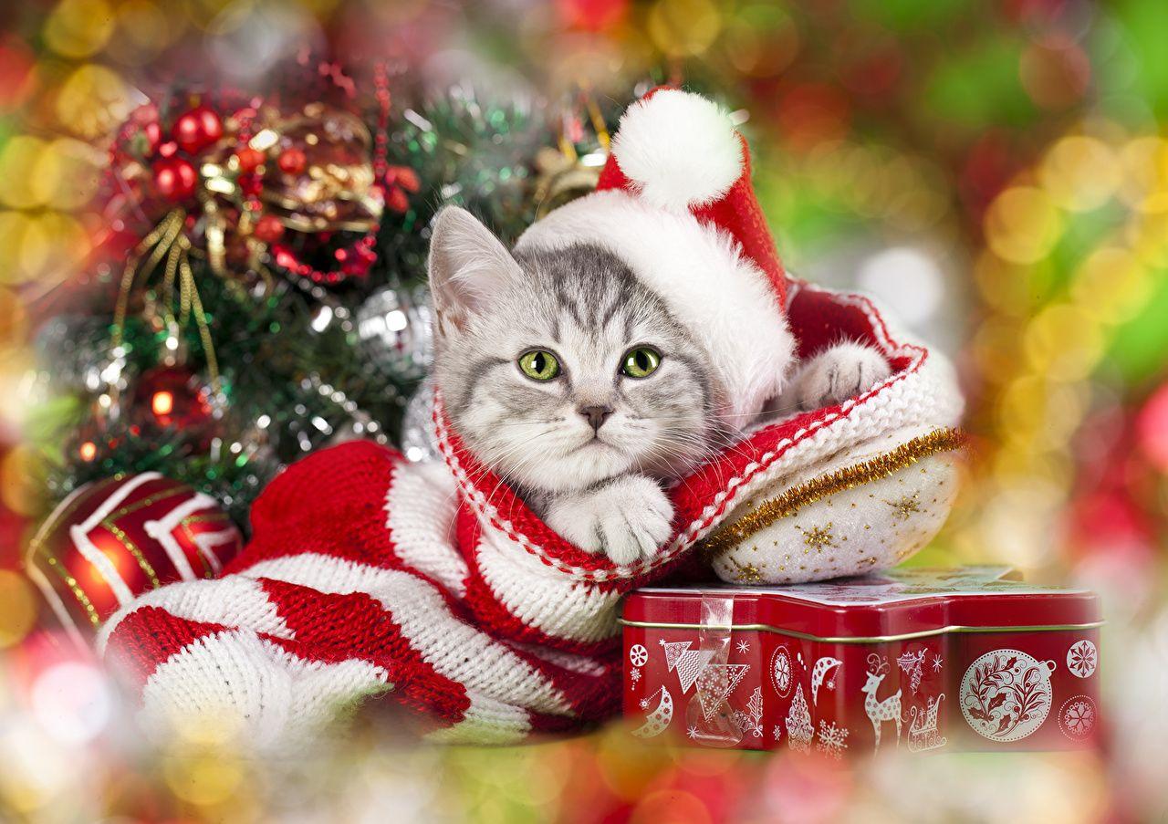 1280x903 Picture Kittens Cats Christmas Winter hat animal