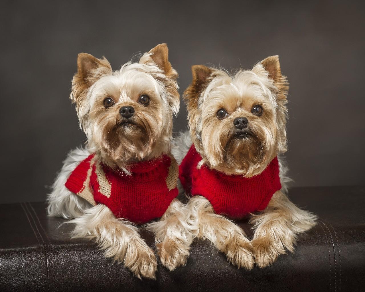 1280x1024 Christmas Animals Wallpaper for Android