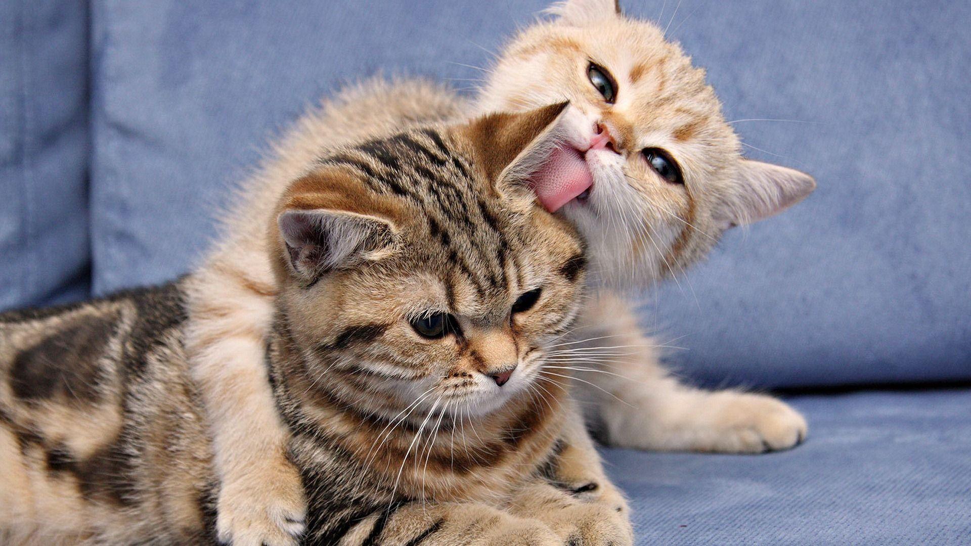 1920x1080 Double Cat Wallpaper