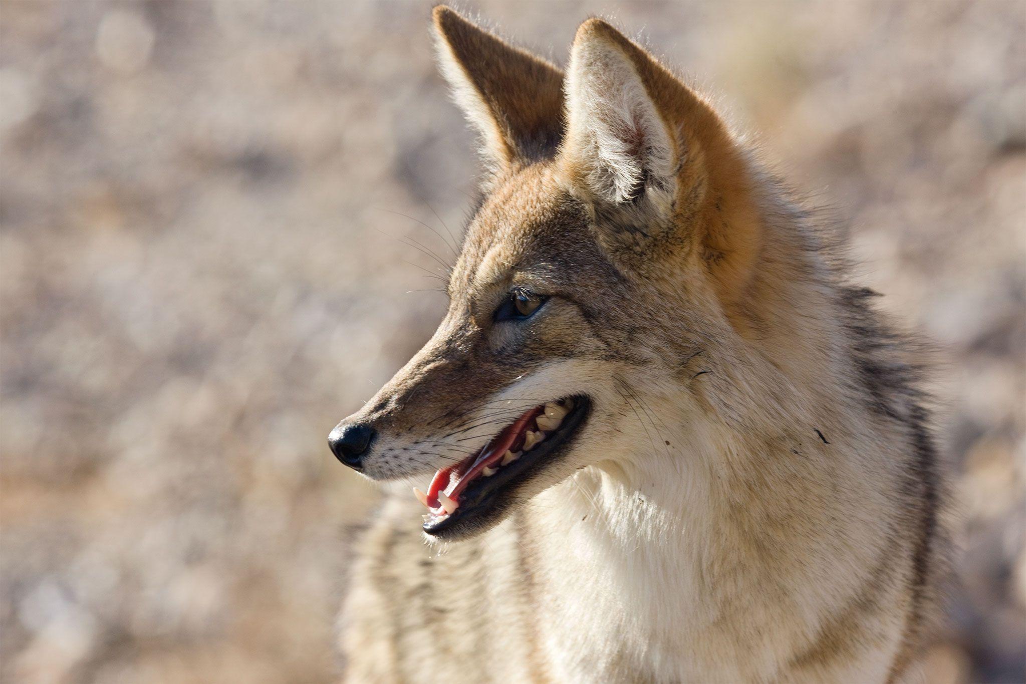 2048x1365 No, Coyotes Don't Get High—But These Animals Do