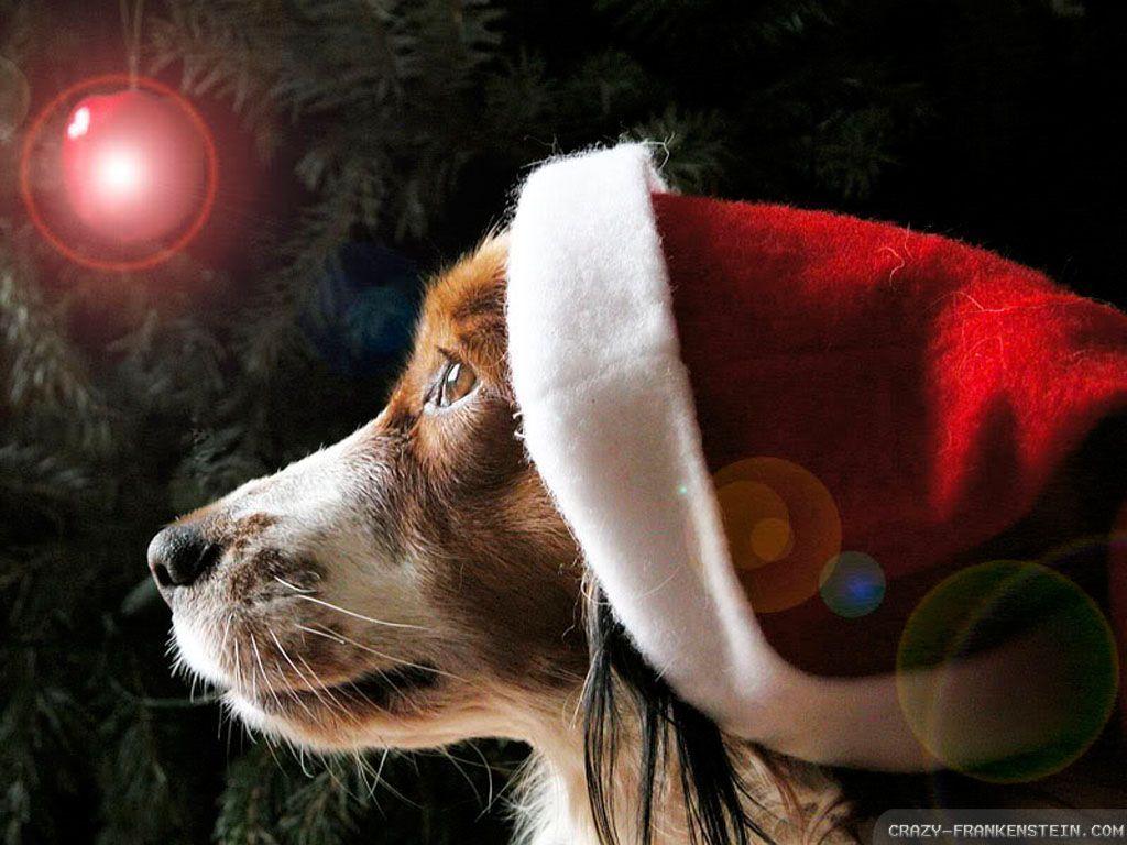 1024x768 Intensely awaiting. All Things Christmas. Christmas puppy