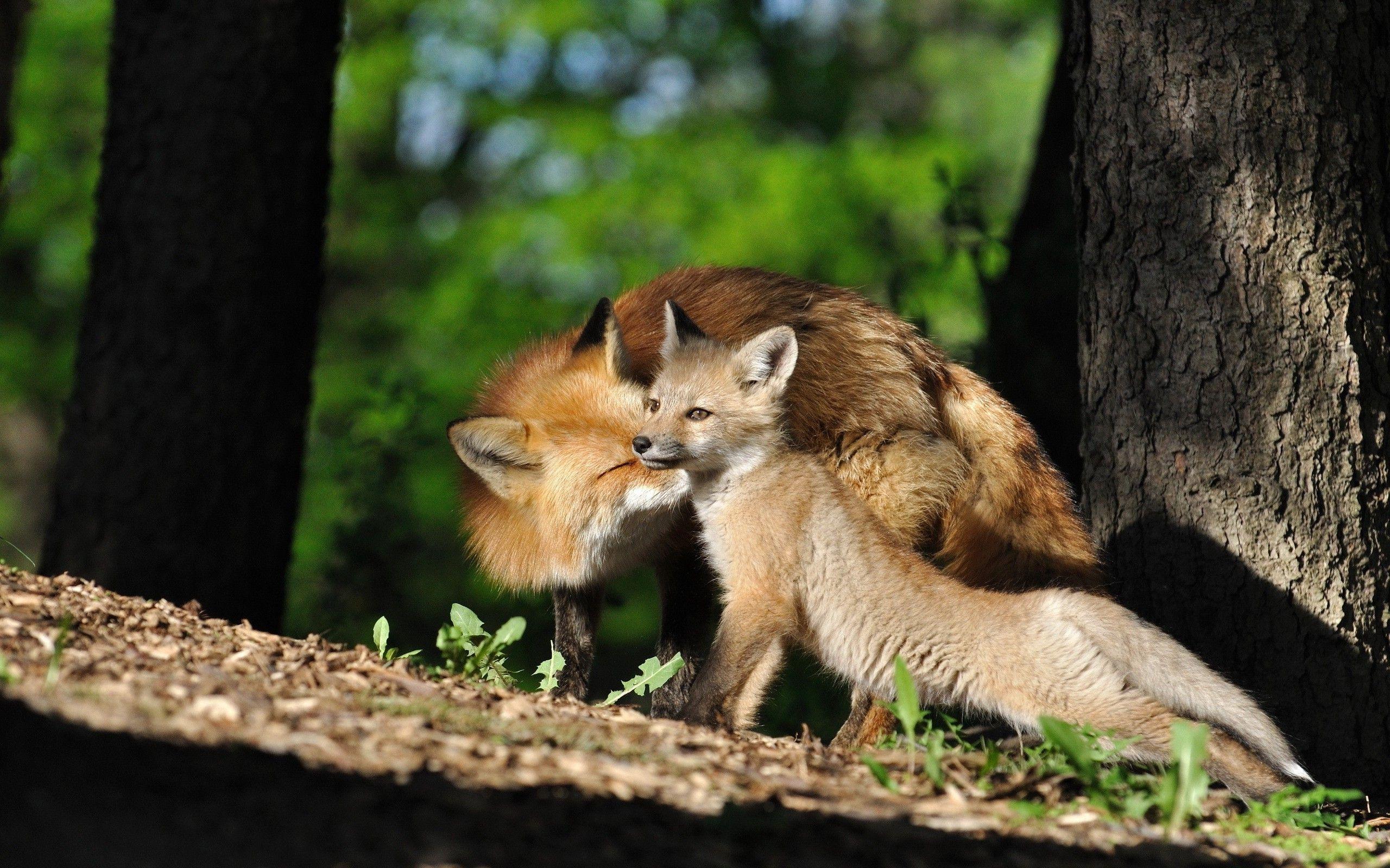 2560x1600 Animals In Nature Wallpaper For Android Free Download To PC