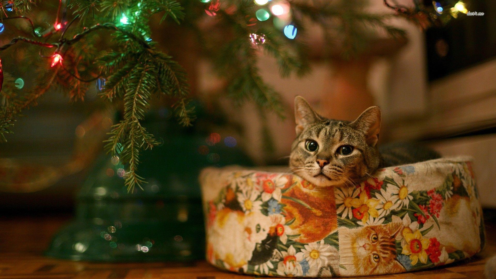 1920x1080 Cat under Christmas tree wallpaper wallpaper