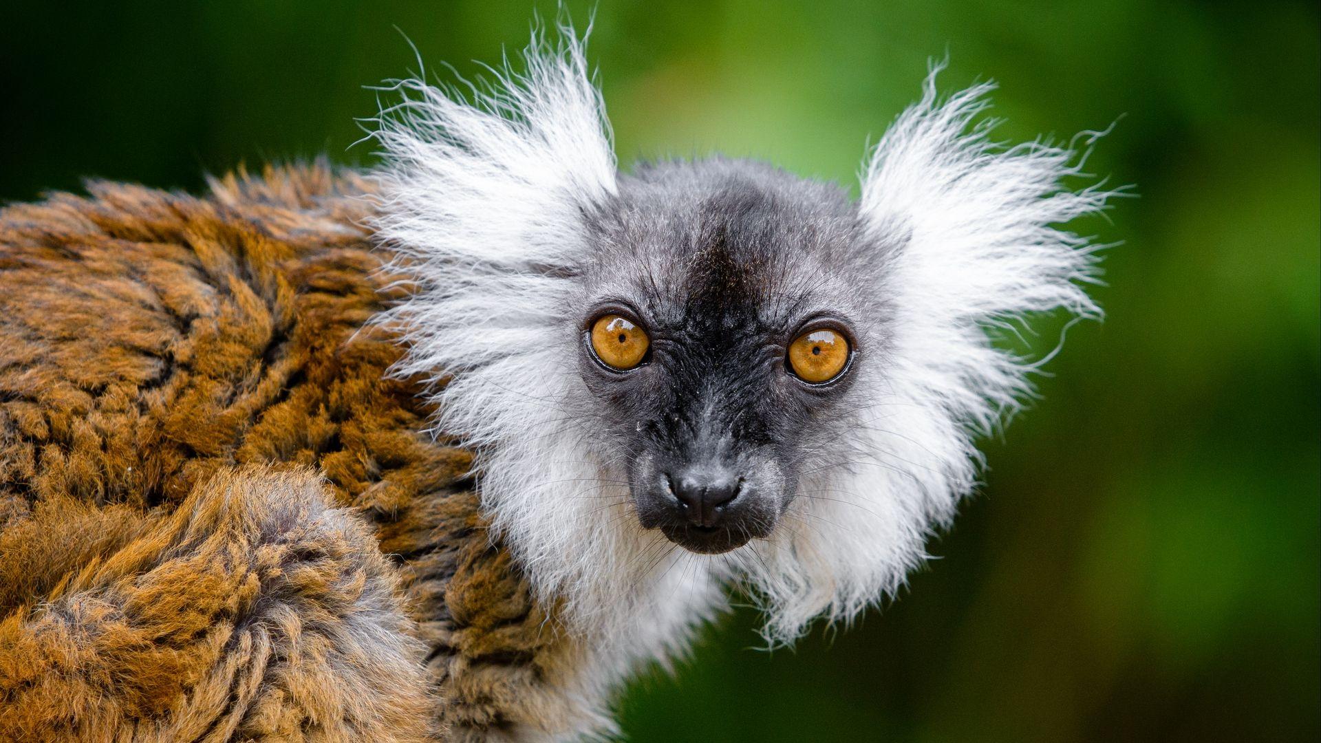 Funny Animal HD Wallpapers Top Free Funny Animal HD Backgrounds