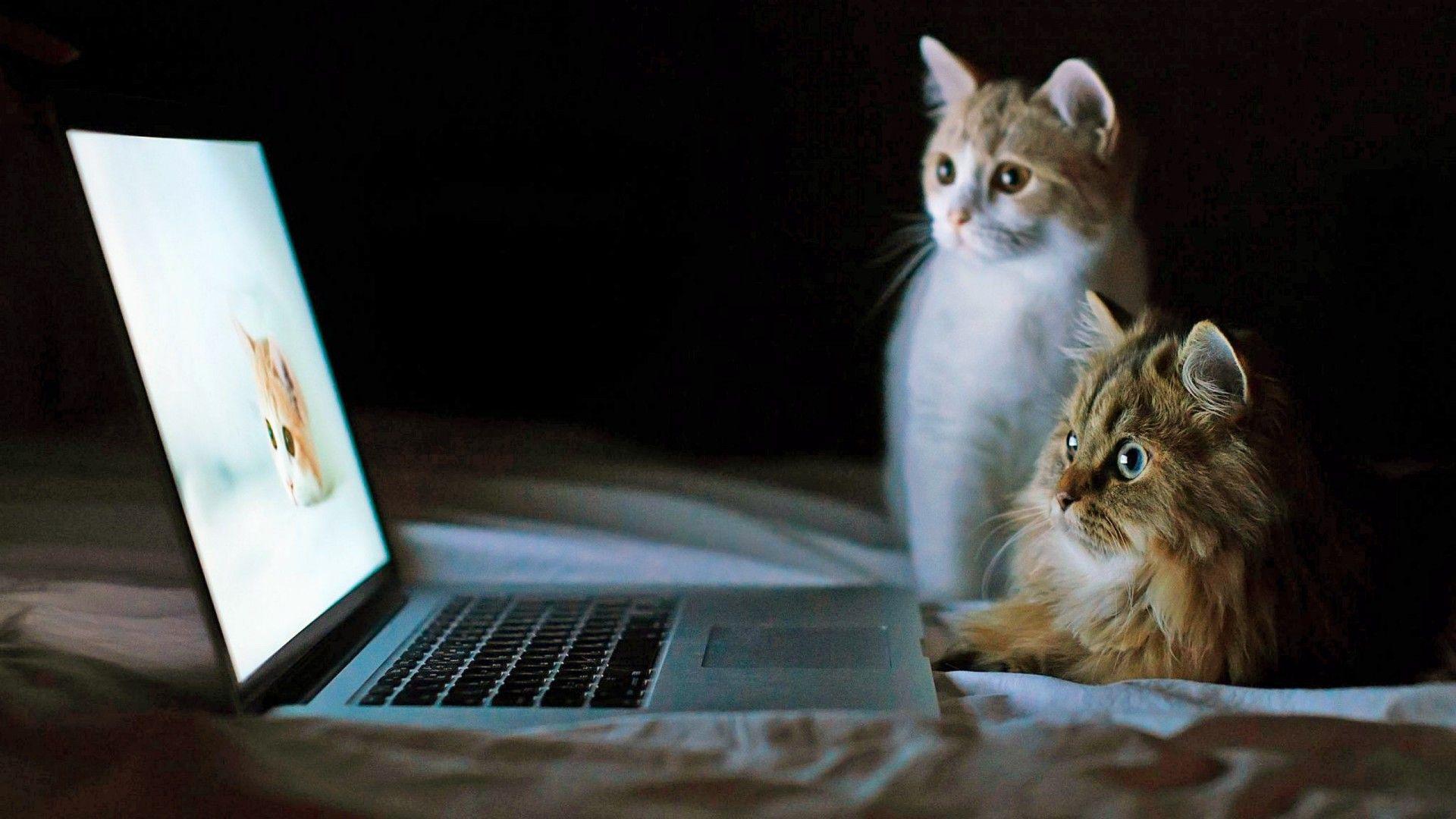 1920x1080 Cats look laptop funny animals cat free desktop background