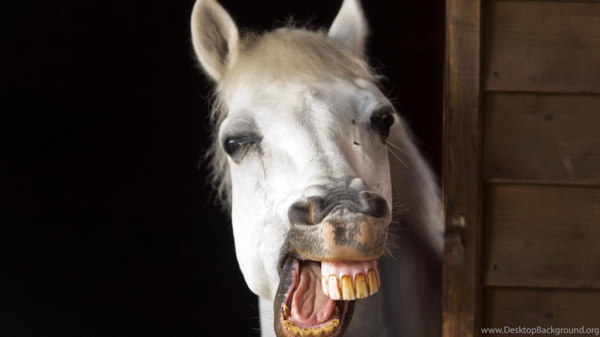 Funny Animal HD Wallpapers Top Free Funny Animal HD Backgrounds WallpaperAccess