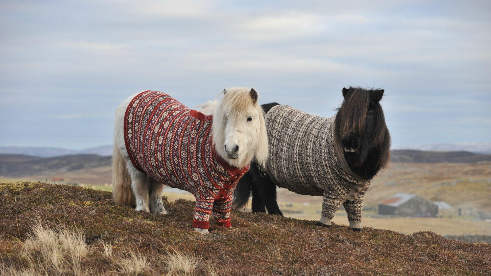 1920x1080 Horse HD Wallpaper. Background Imagex1080