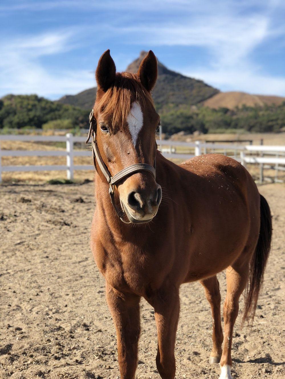 1000x1333 Horse Picture [HQ]. Download Free Image