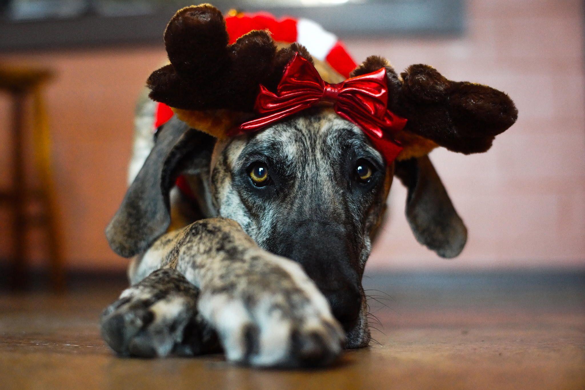2048x1365 Christmas Animal Wallpaper