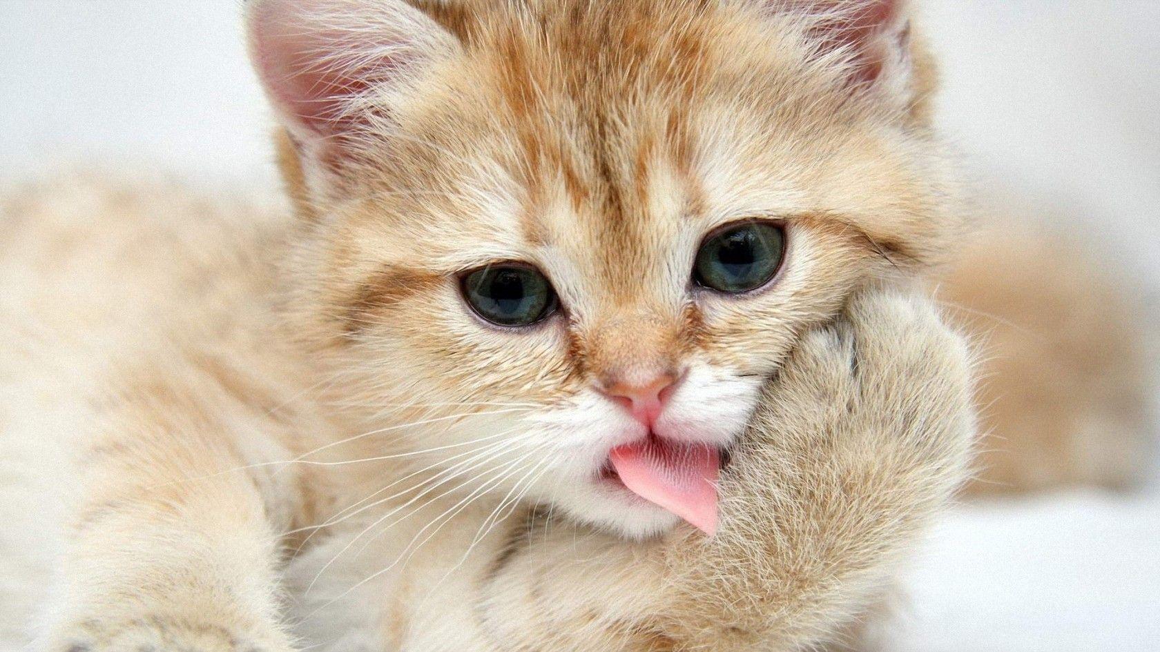 1680x945 28 May, 1680x945). Funny Animal Desktop Wallpaper