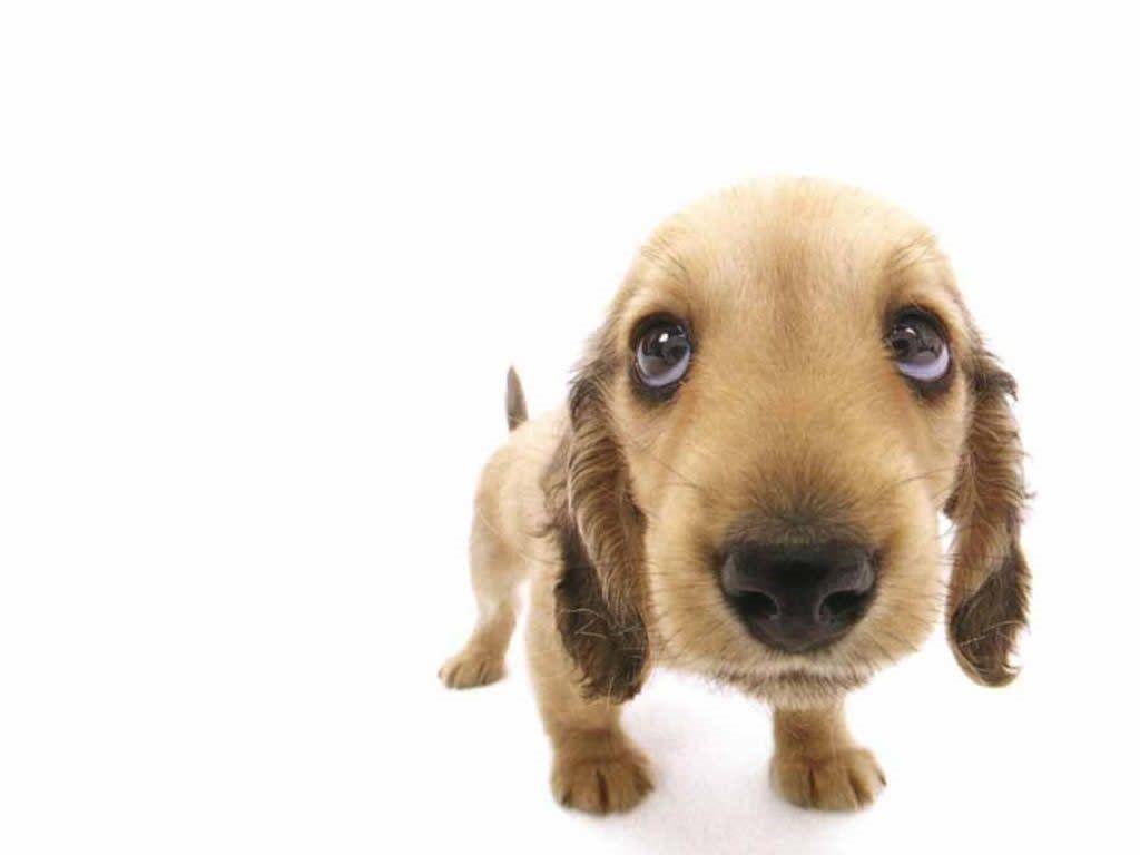 1024x768 Funny Dog Wallpaper HD Best HD Desktop Wallpaper 1080p HD