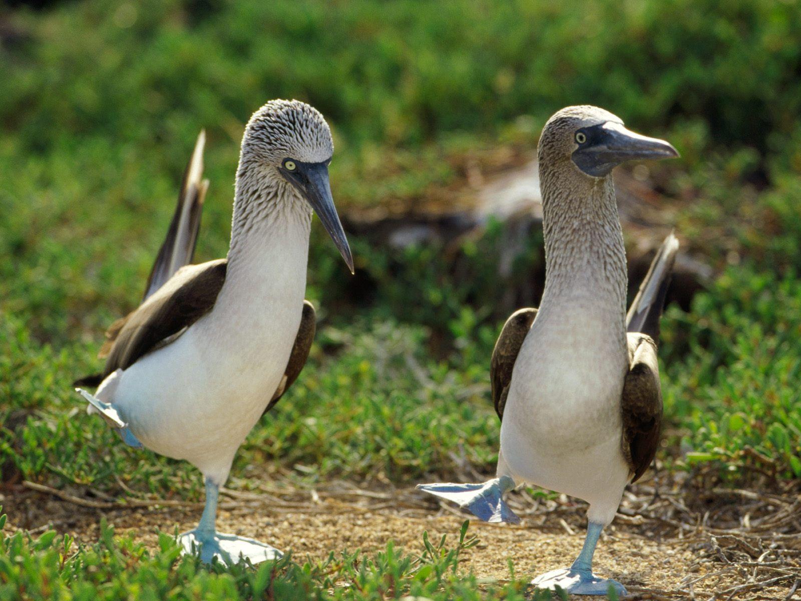 1600x1200 Blue Footed Boobys Wallpaper