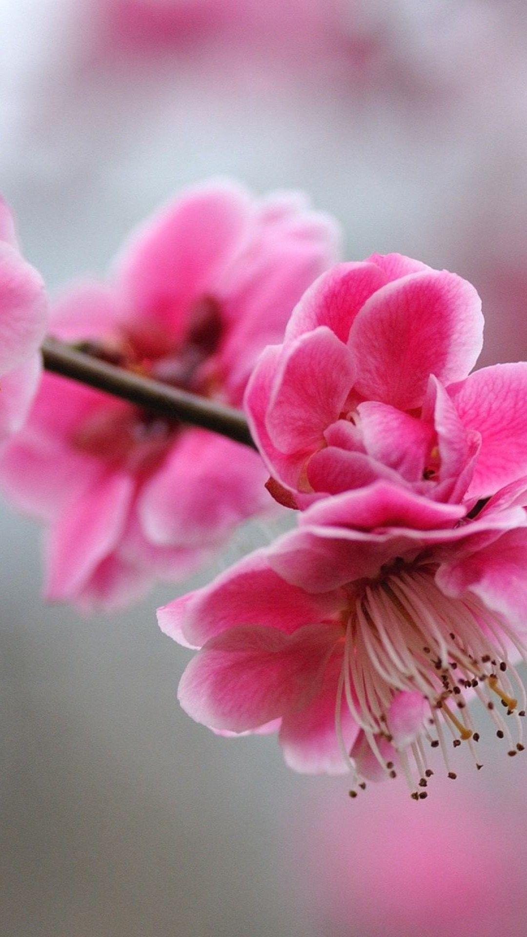 Girly Flower Wallpapers - Top Free Girly Flower Backgrounds