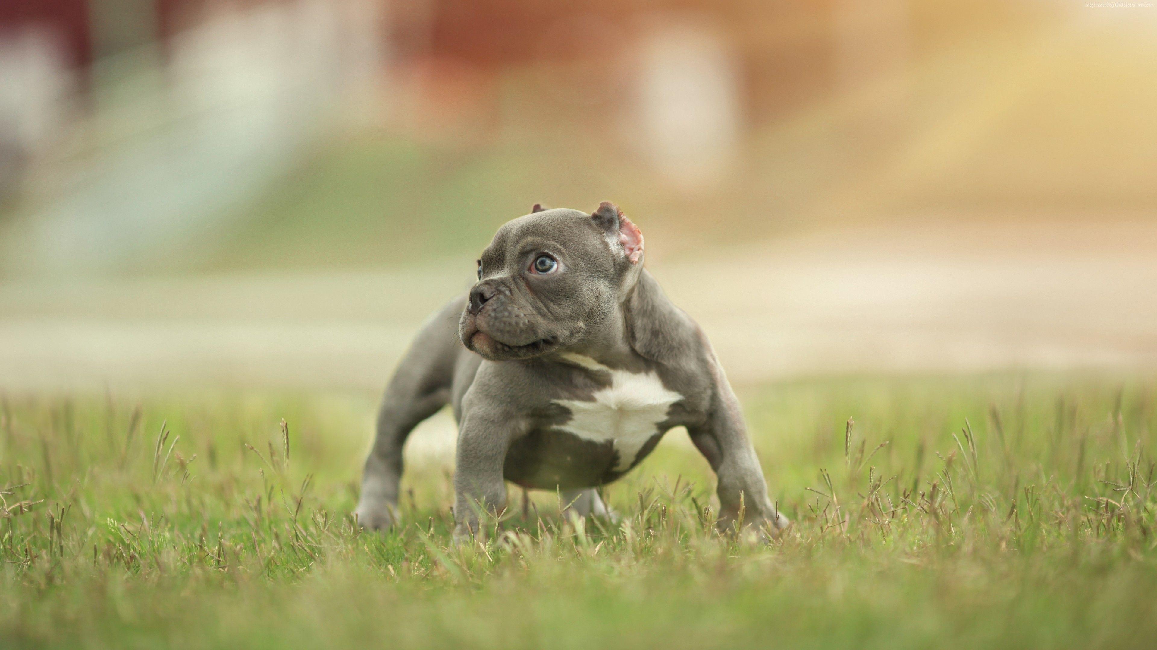 3840x2160 Wallpaper puppy, funny animals, 5k, Animals Wallpaper