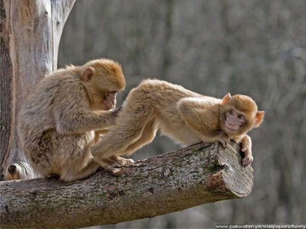 1024x768 Funny Animals Wallpaper 9507 HD Wallpaper. Animals Funny
