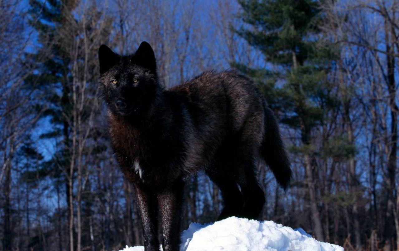 1280x804 Black Wolf in the Snow wallpaper. Black Wolf in the Snow