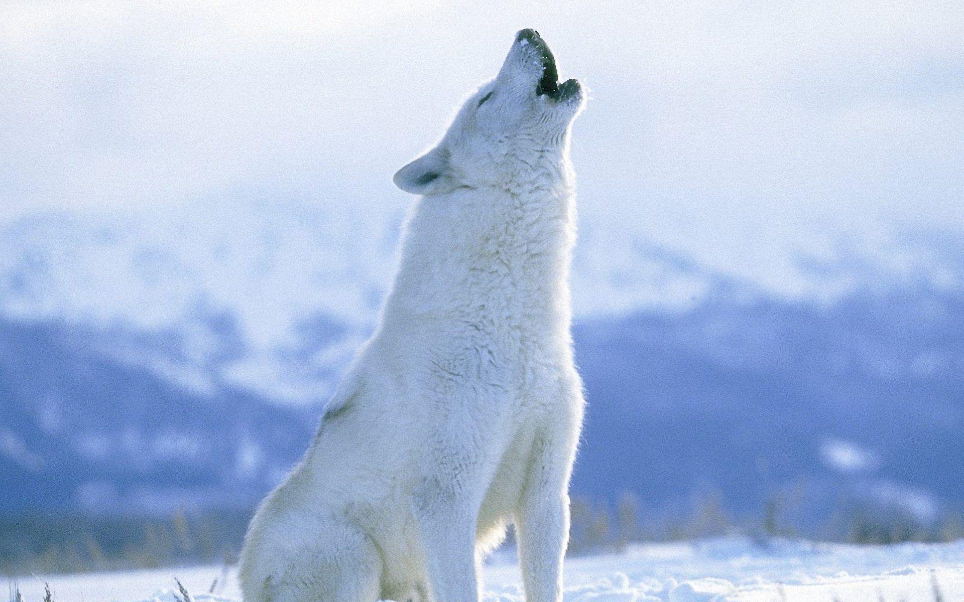 1920x1200 Arctic Wolf Wallpaper
