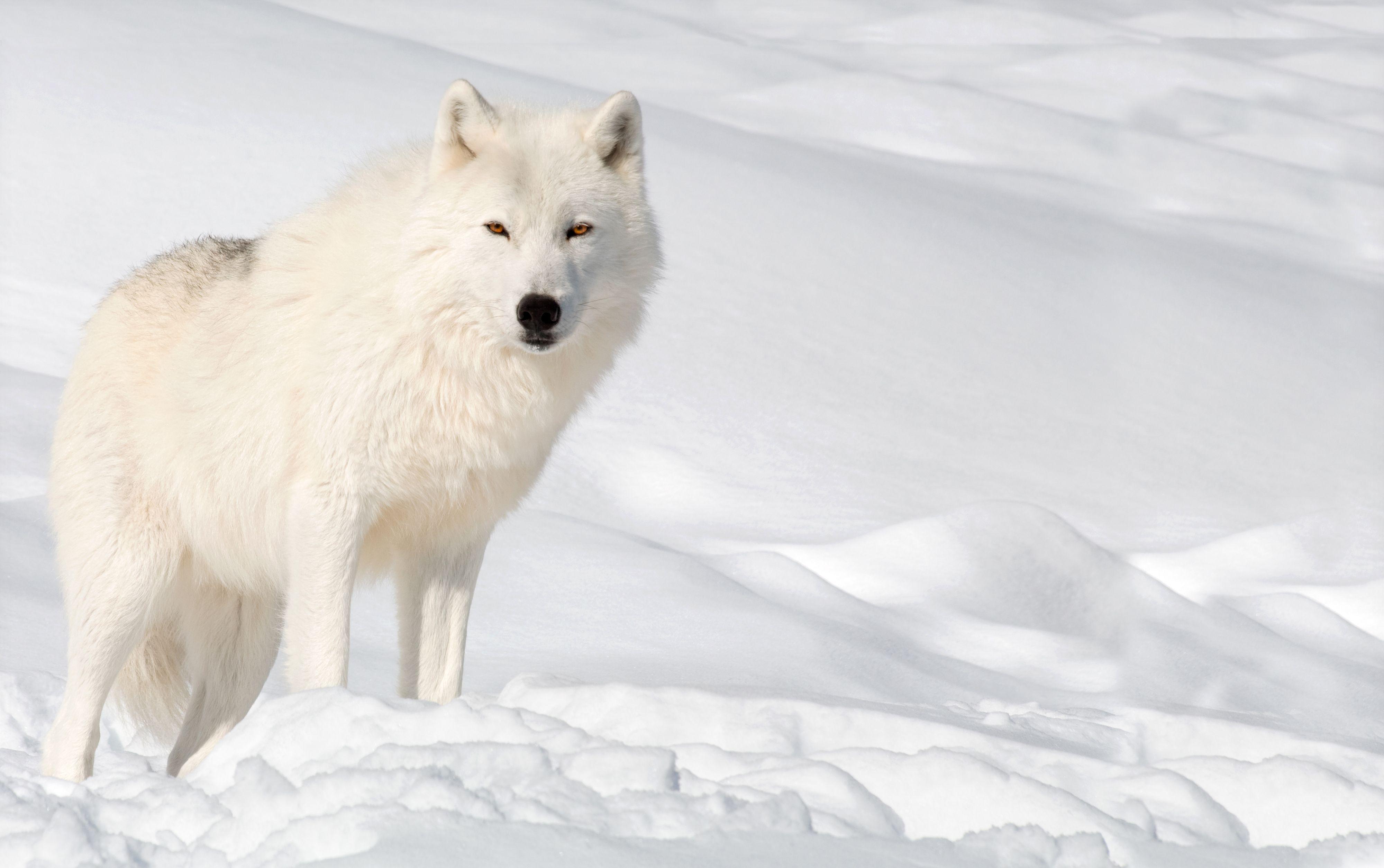 Snow Wolf Wallpapers Top Free Snow Wolf Backgrounds WallpaperAccess