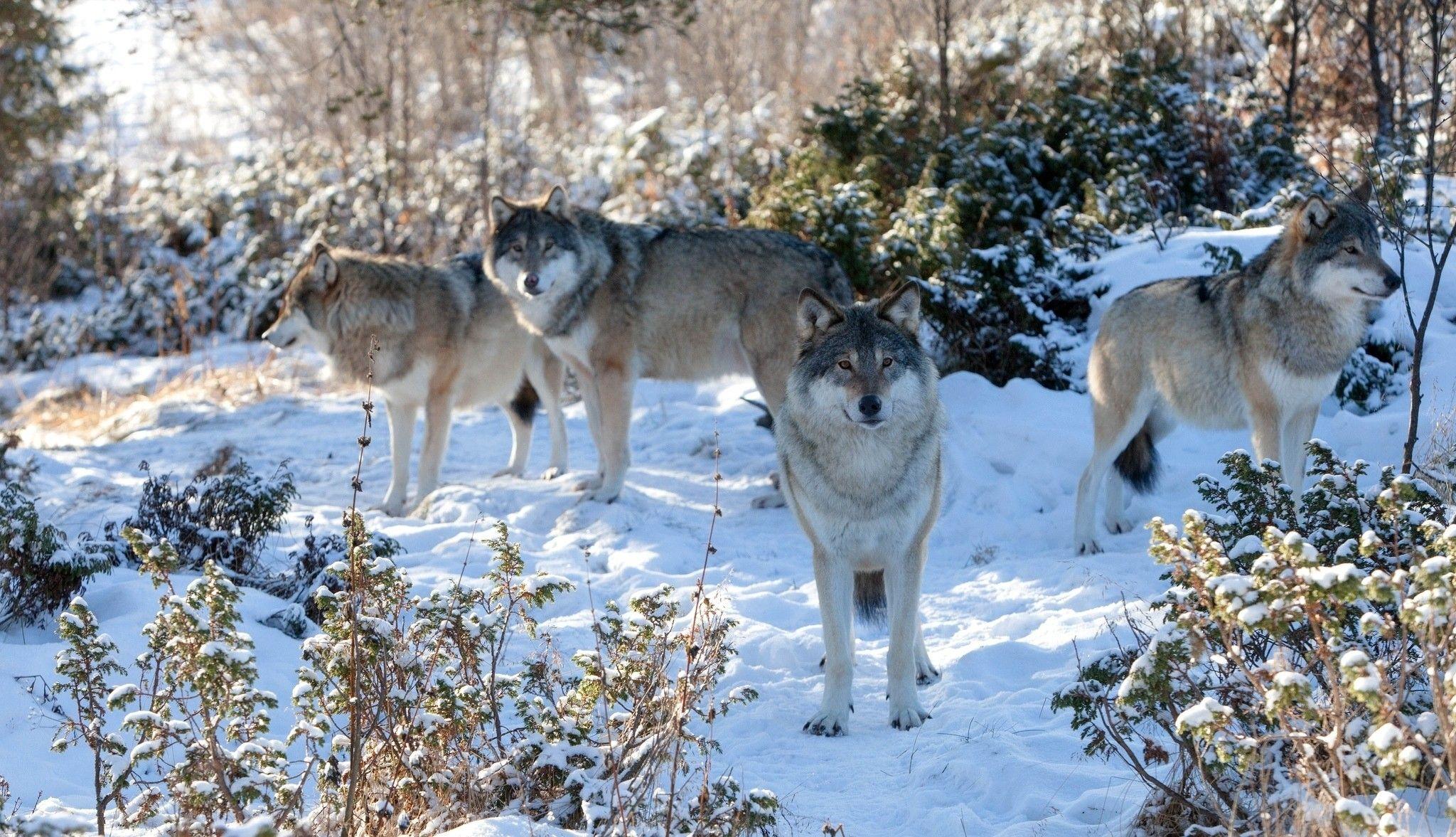 Wolves in Snow Wallpapers - Top Free Wolves in Snow Backgrounds ...