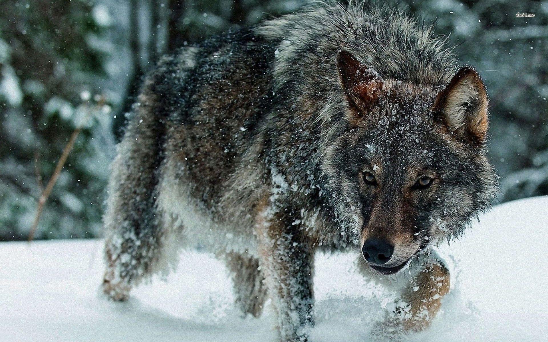 Wolves in Snow Wallpapers - Top Free Wolves in Snow Backgrounds