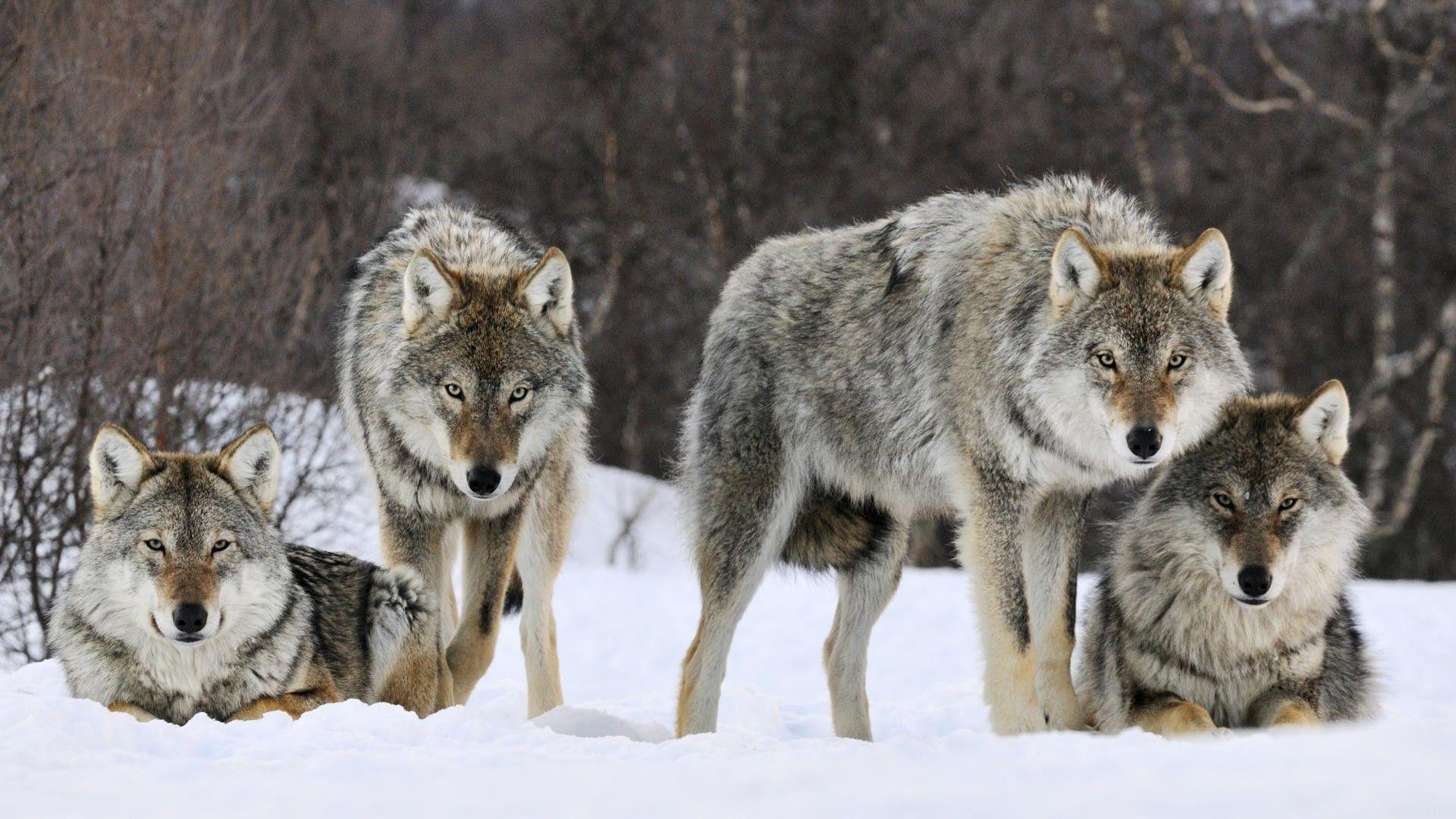 Wolves in Snow Wallpapers - Top Free Wolves in Snow Backgrounds ...