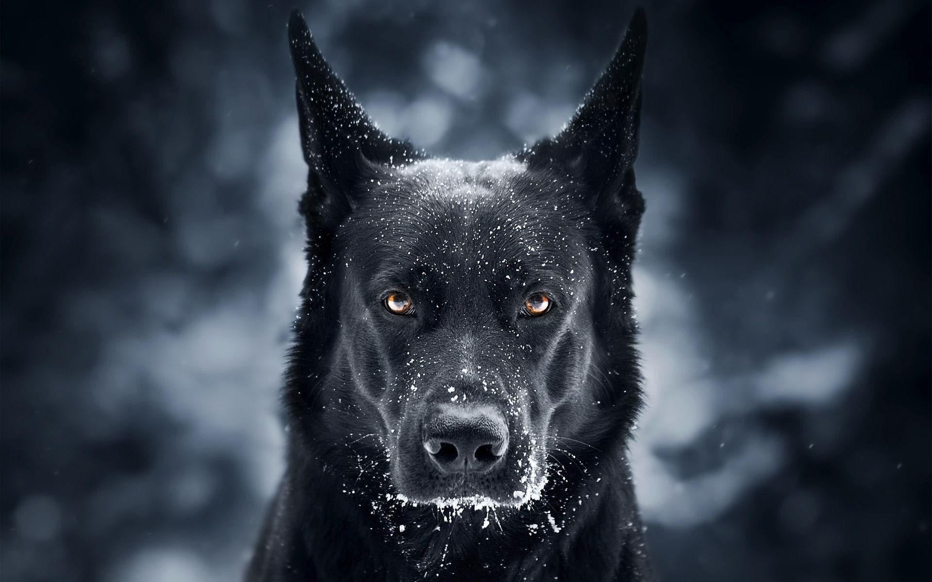1920x1200 Black Wolf In Snow Wallpaper High Resolution #SV8Q1O2