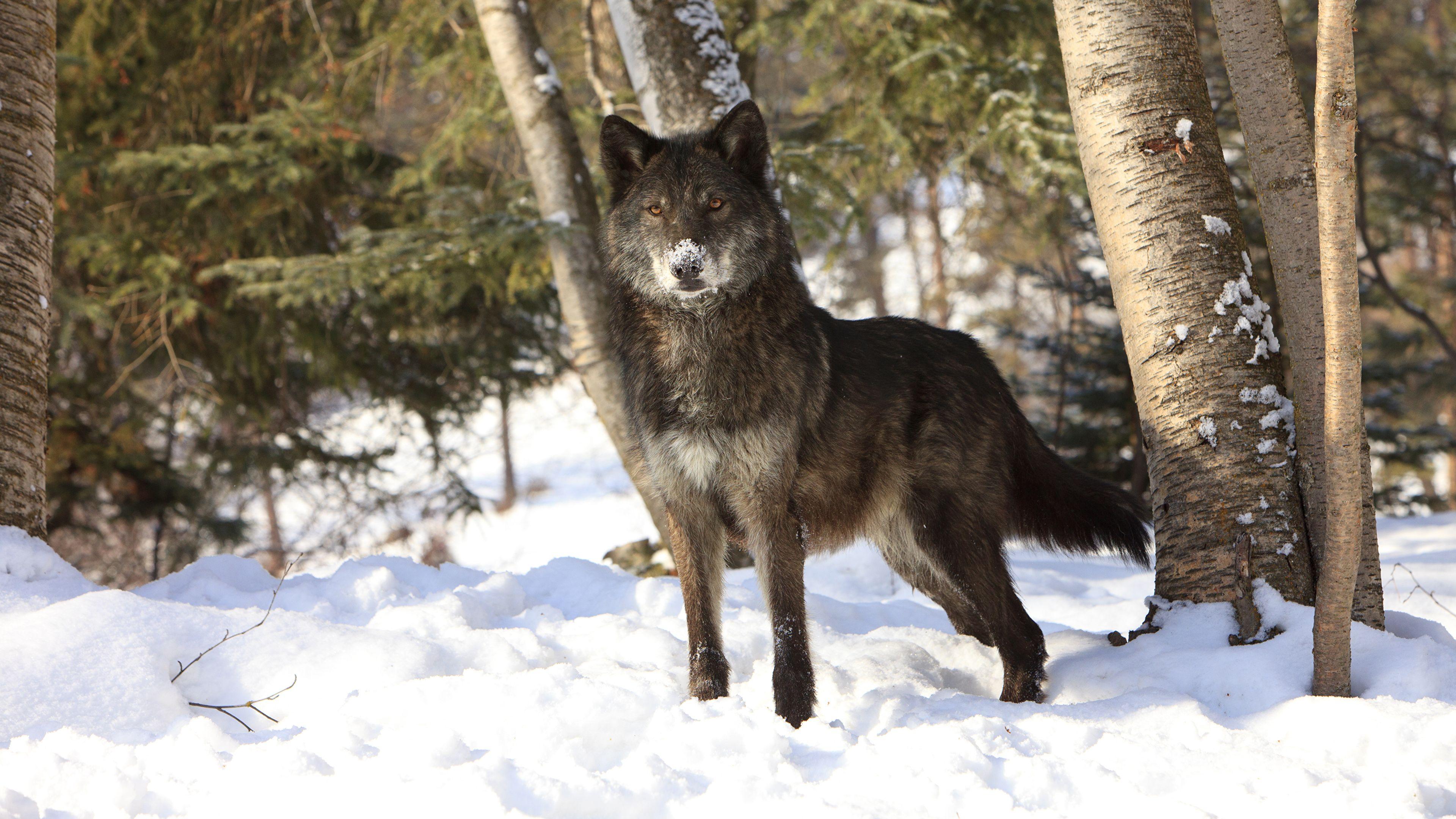 3840x2160 Desktop Wallpaper wolf Winter Snow Animals 3840x2160