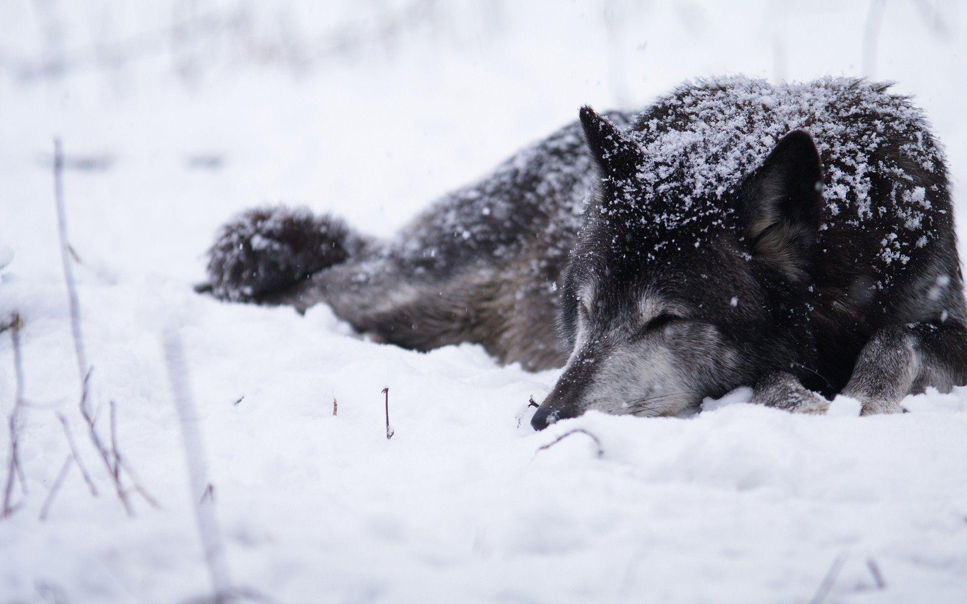1920x1200 Snow animals dogs wolves wallpaperx1200