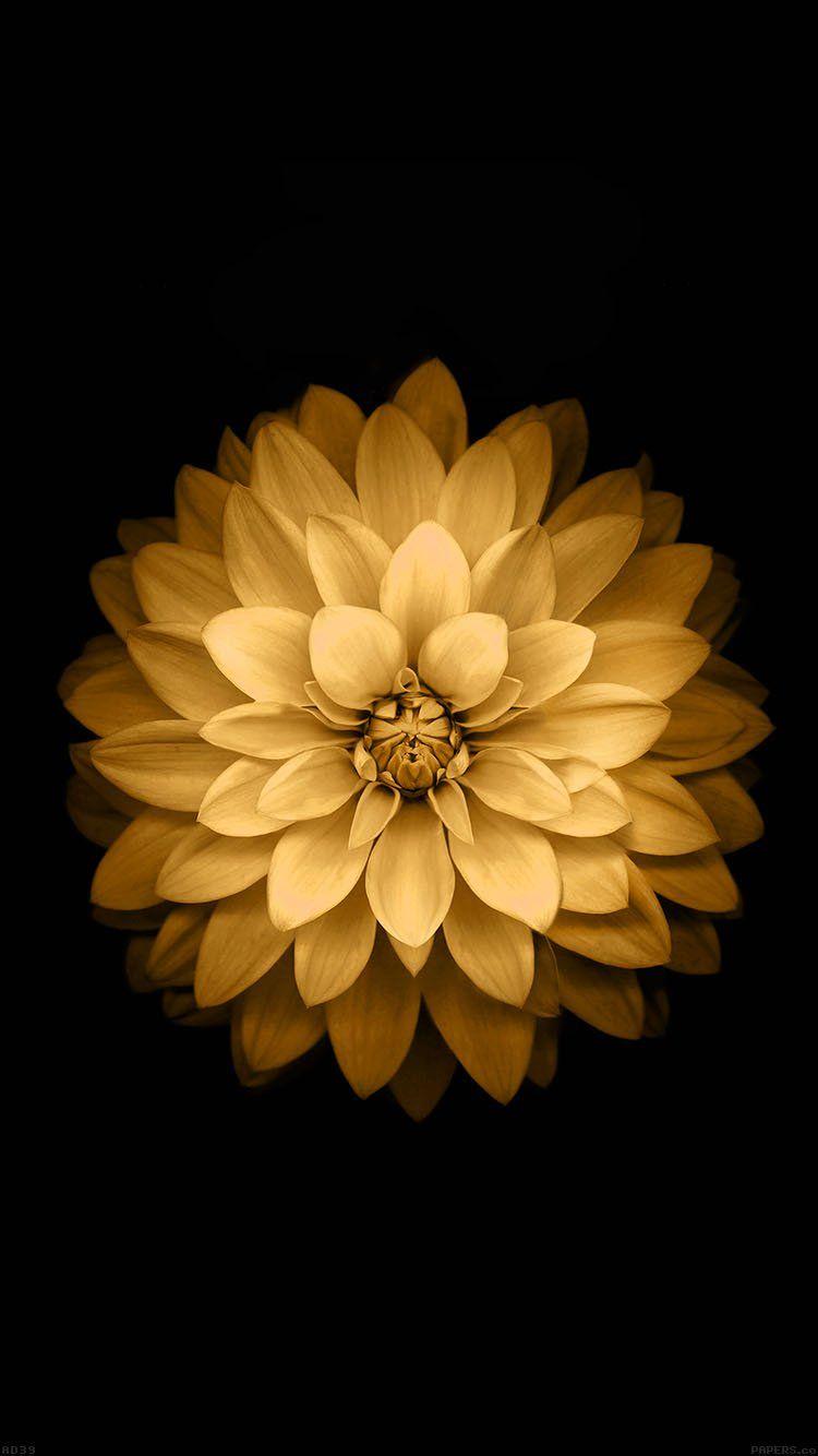 750x1334 iPhone wallpaper. apple yellow lotus