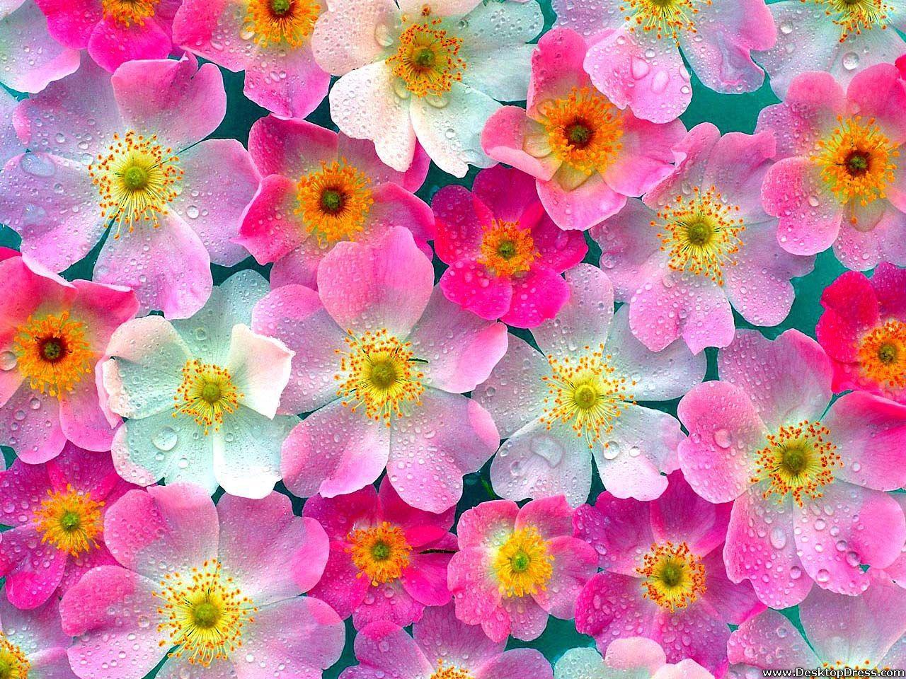 1280x960 Desktop Wallpaper Flowers Background Pink Flowers