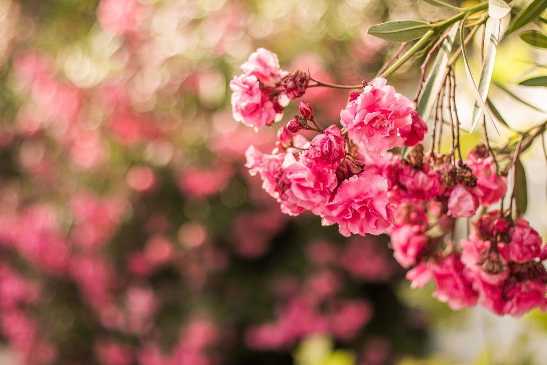 1125x750 Pink, Plant, Flower Background Free Photo / Illustration