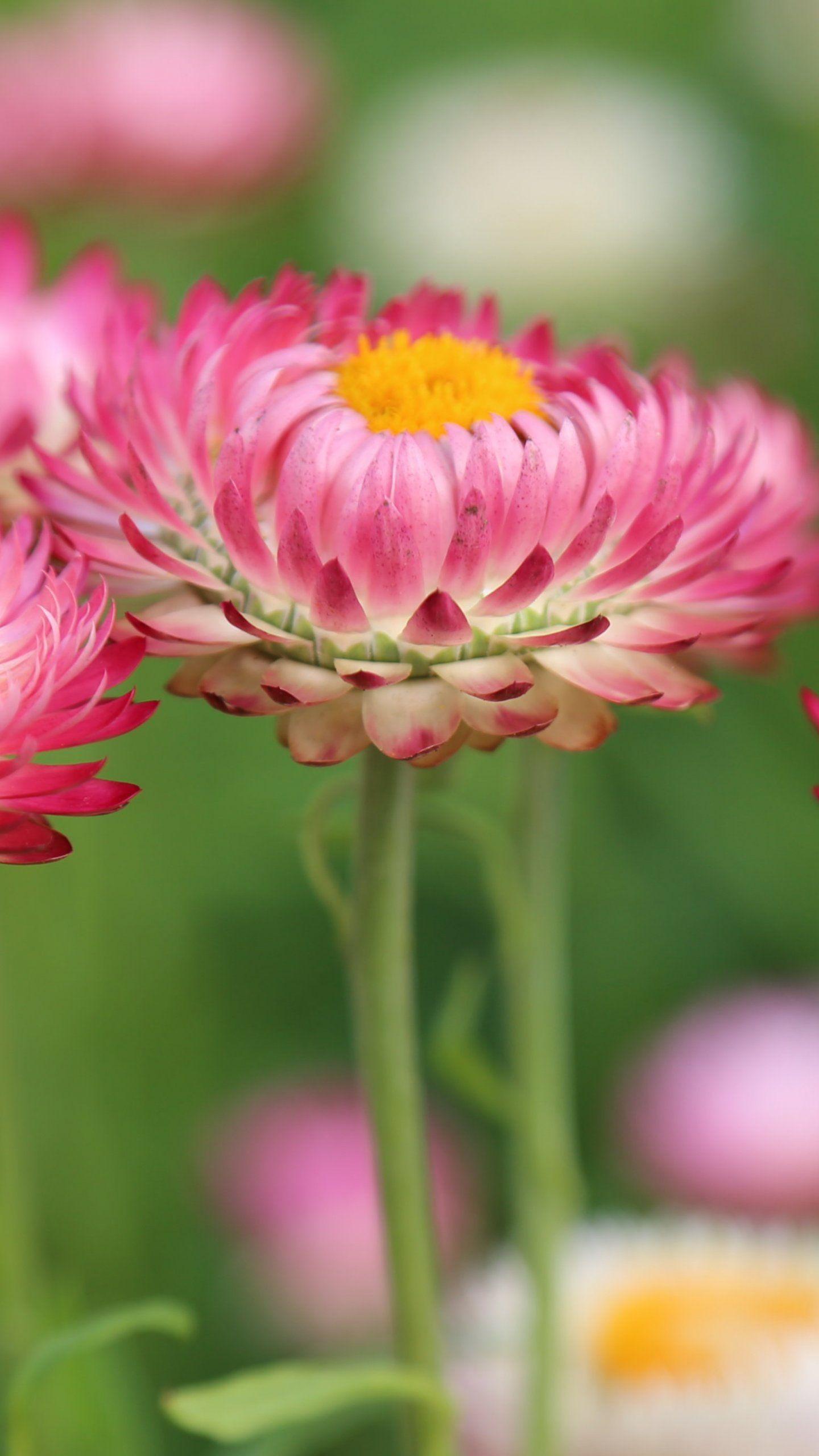 1440x2560 Pink Flowers Wallpaper, Android & Desktop Background
