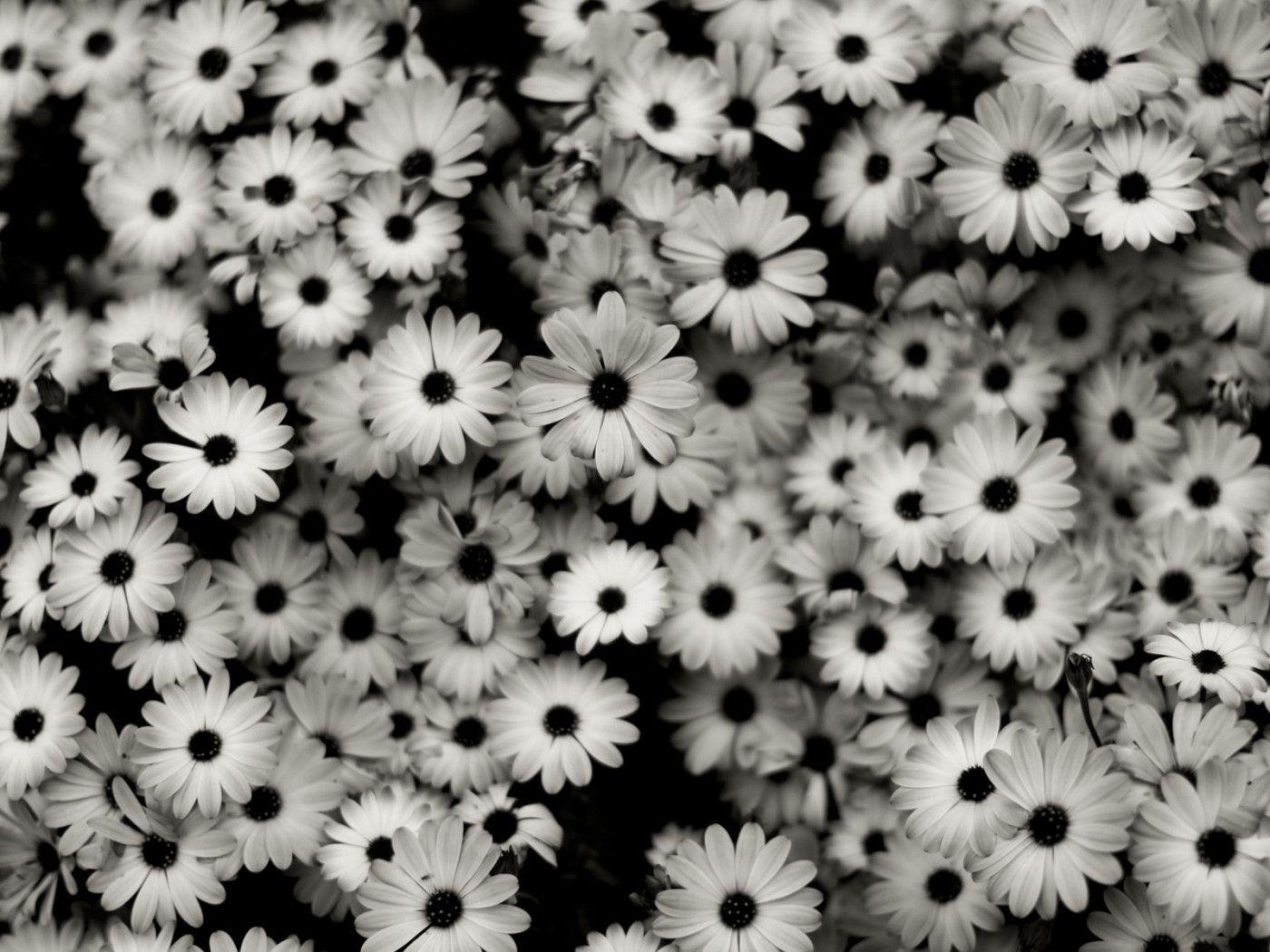 Black and White Flower Wallpapers - Top Free Black and White Flower  Backgrounds - WallpaperAccess