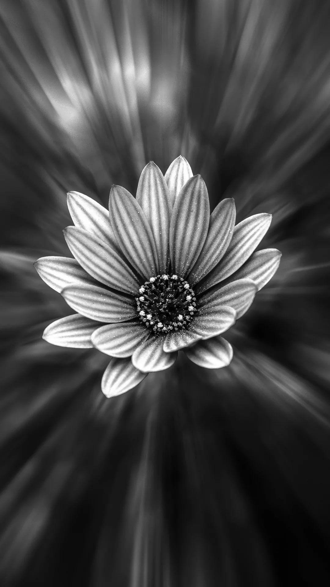 Black and White Flower Wallpapers - Top Những Hình Ảnh Đẹp