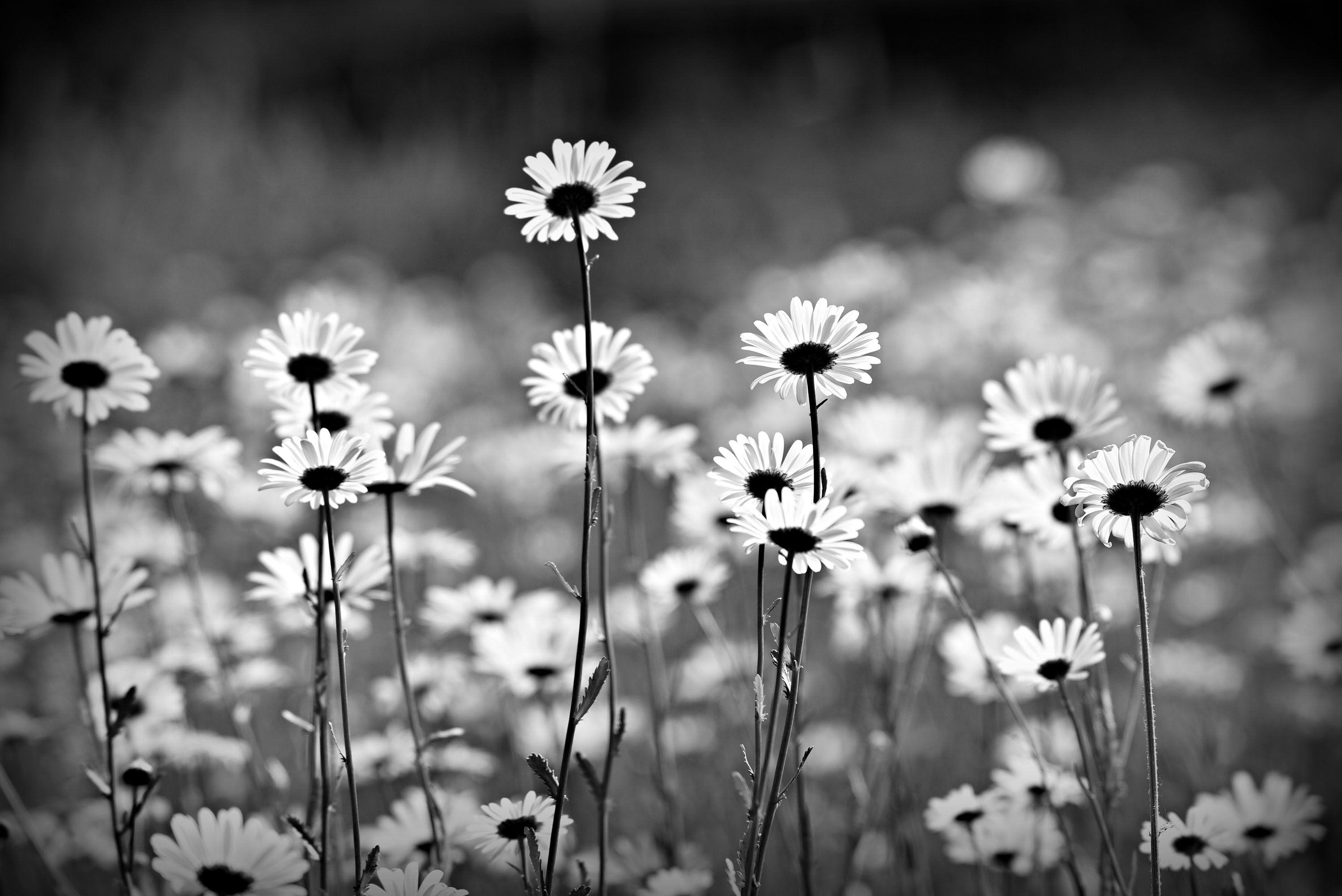 white daisy white background