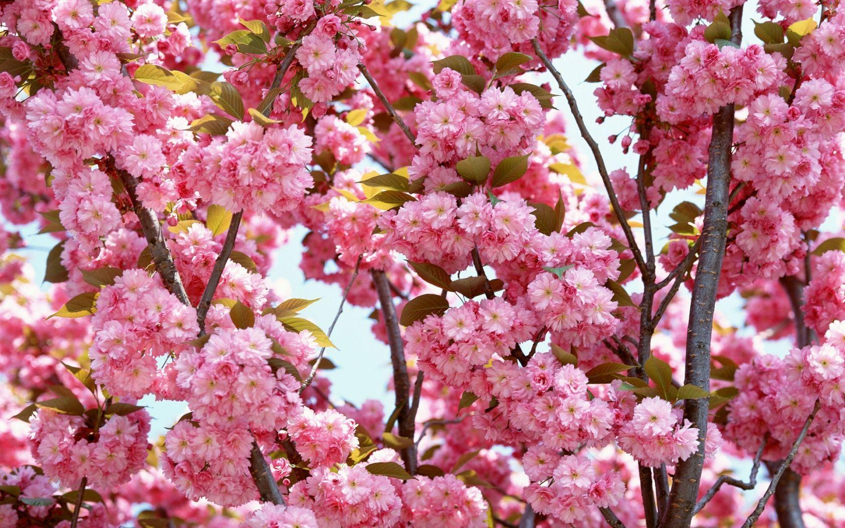1680x1050 Flowers Pink flower HD Wide wallpaper Desktop, Phone