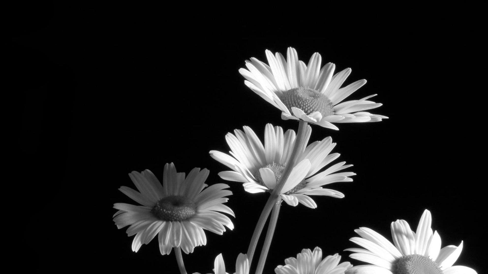 1920x1080 Hình nền hoa đen trắng