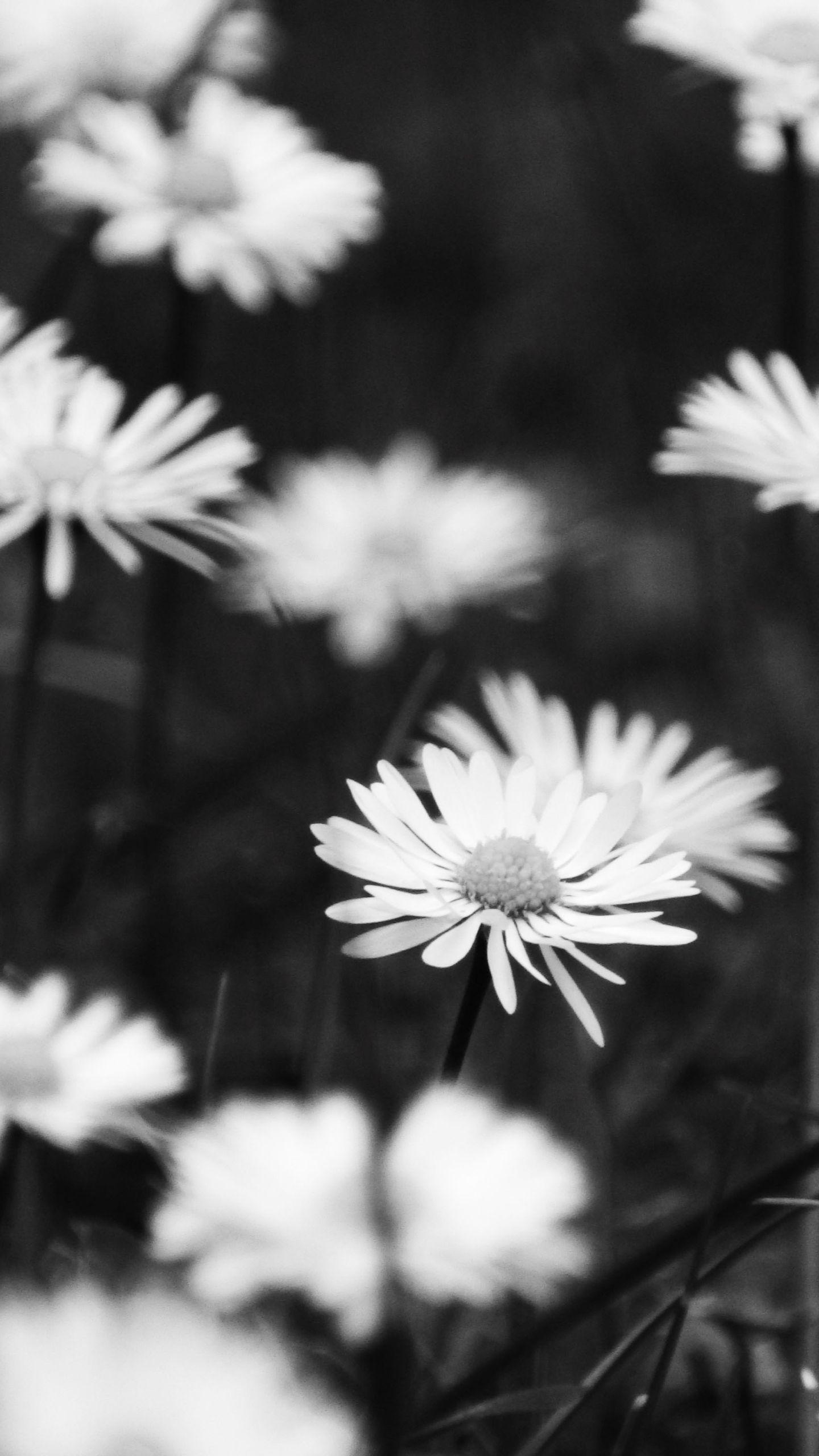 Hình nền hoa trắng và đen 1440x2560 # J662T9G, 1.13 Mb